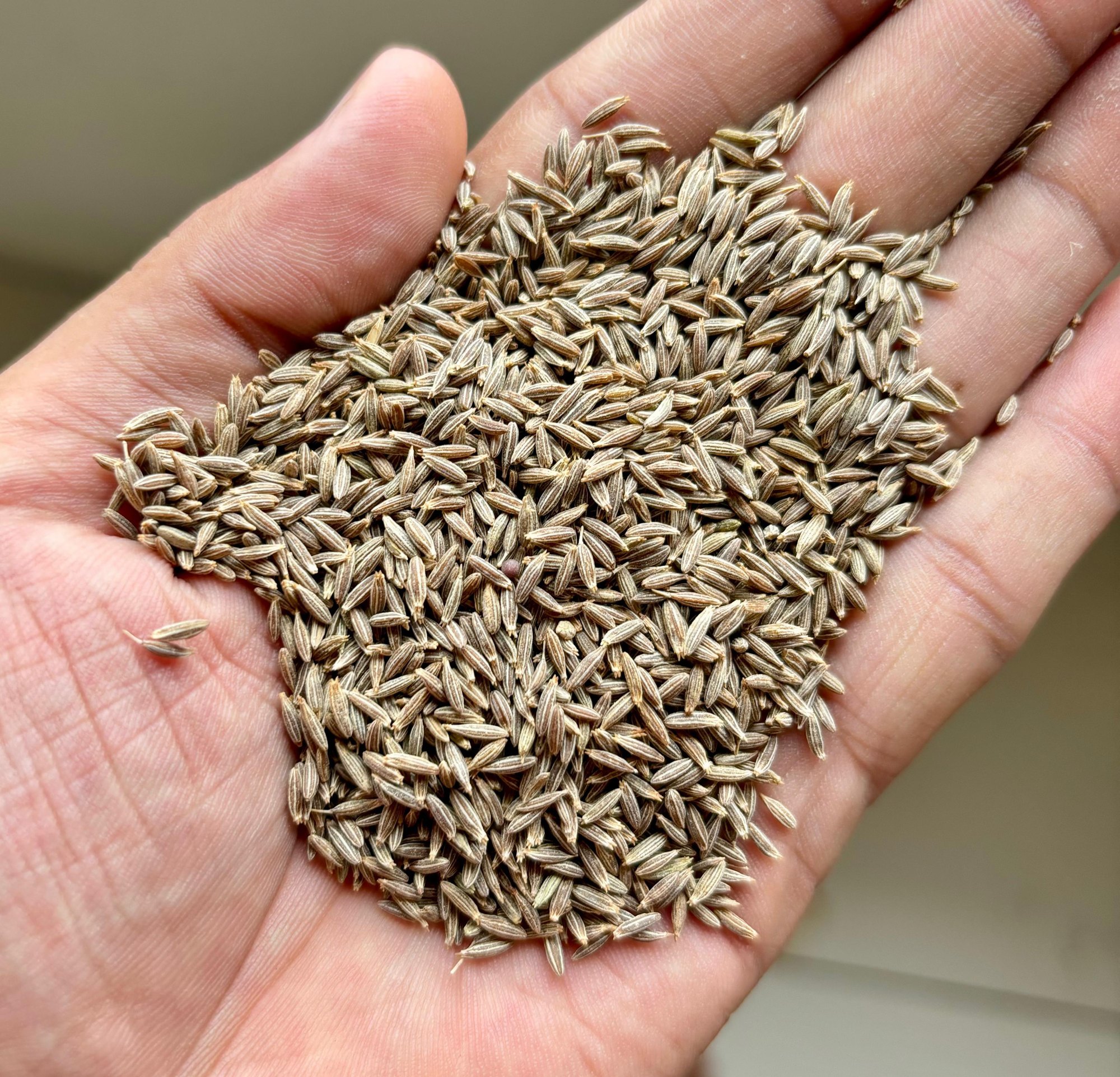 Cumin seeds
